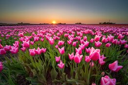Tulpenroute Flevoland breidt uit naar Almere