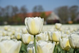 Tulpenroute Flevoland staat stil bij 75 jaar vrijheid