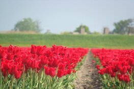 Tulpenroute Flevoland 2020 gaat niet door