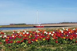 Tulpeiland en Tulpenroute Flevoland zijn er klaar voor 7e editie binnenkort van start!