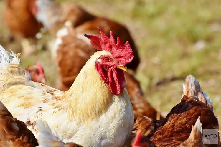 Besmetting vogelgriep bij leghennen op pluimveebedrijf Zeewolde: landelijke ophokplicht van kracht