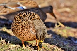 Vogelgriep vastgesteld bij pluimveebedrijf in Zeewolde