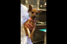 Op de bres voor een minima huisdier in acute medische nood