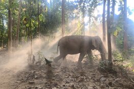 World Animal Protection start actie voor olifanten: 'Thaise olifanten in de problemen door coronacrisis'