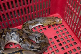 Oproep World Animal Protection: verbied de handel in wilde dieren