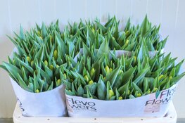 De reis van de tulp: het verschil tussen broeier en teler  ‘Het bosje tulpen op tafel komt uit de kas’