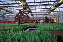 De reis van de tulp: het verschil tussen broeier en teler  ‘Het bosje tulpen op tafel komt uit de kas’