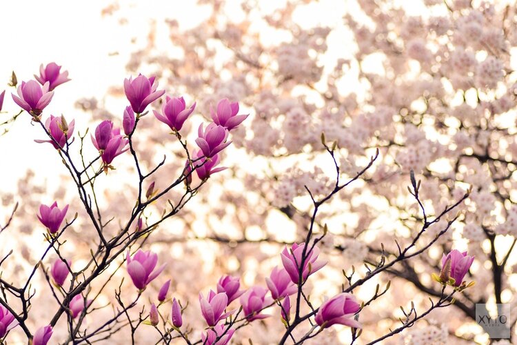 Eindelijk wat lente in de lucht: Meer zon en hogere temperaturen
