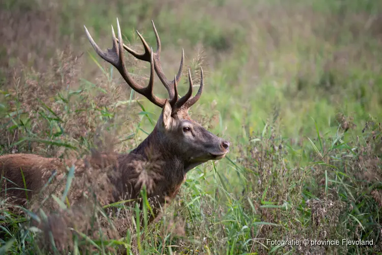 Let extra op overstekend wild