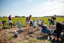 Rooi aardappels voor jezelf én voor de Voedselbank op Nationale Aardappelrooidag