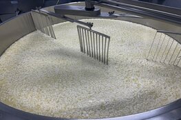 Flevoland is een kaas rijker