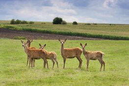 Provincie Flevoland mag reeën afschieten in belang van verkeersveiligheid