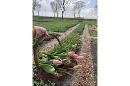 Zelf tulpen plukken bij Groene Pluk, een nieuwe lente-activiteit
