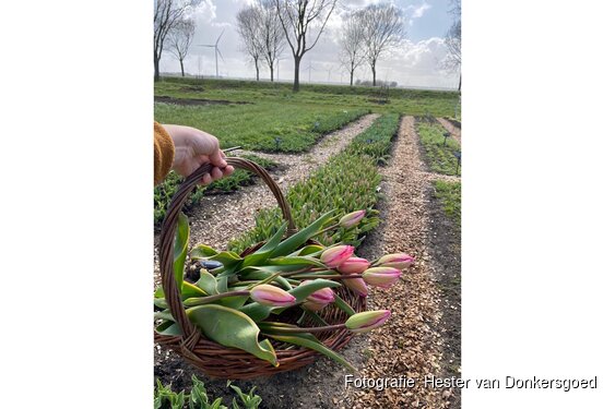 Zelf tulpen plukken bij Groene Pluk, een nieuwe lente-activiteit