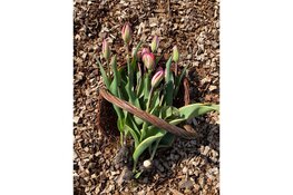 Zelf tulpen plukken bij Groene Pluk, een nieuwe lente-activiteit