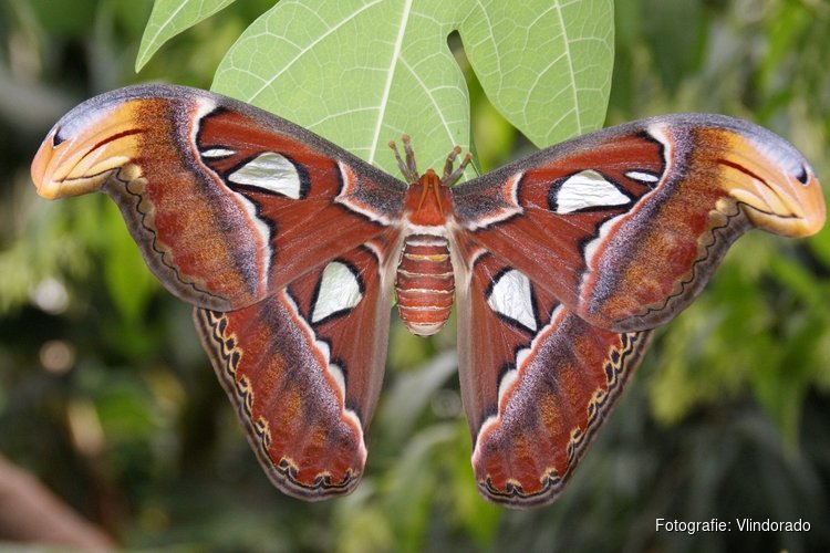 Vlindorado alweer een jaar open: vlindertuin groeit en bloeit in Waarland